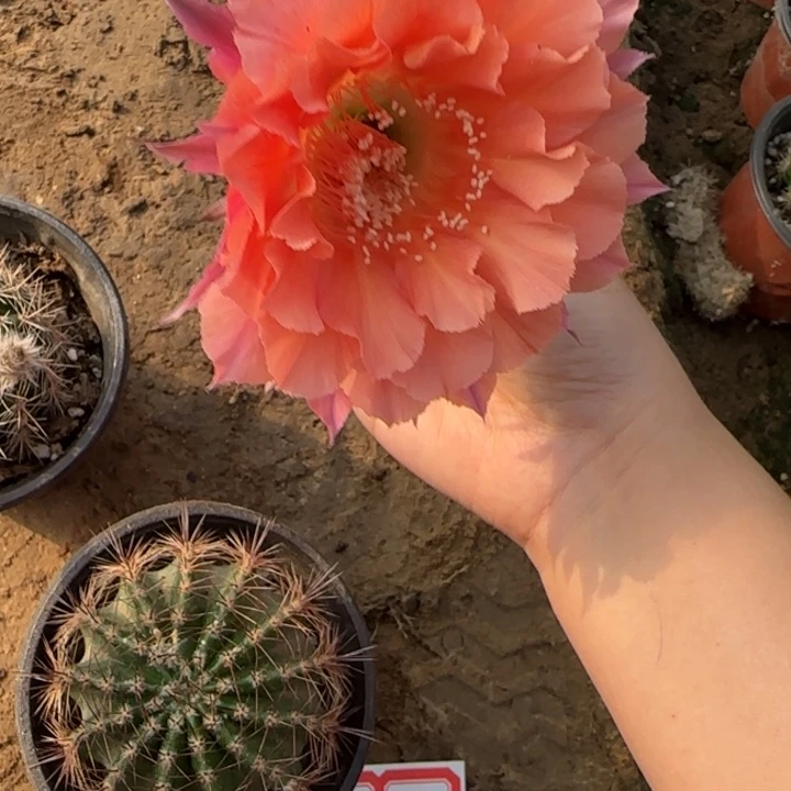 玲***大仙人球美花带根彩13