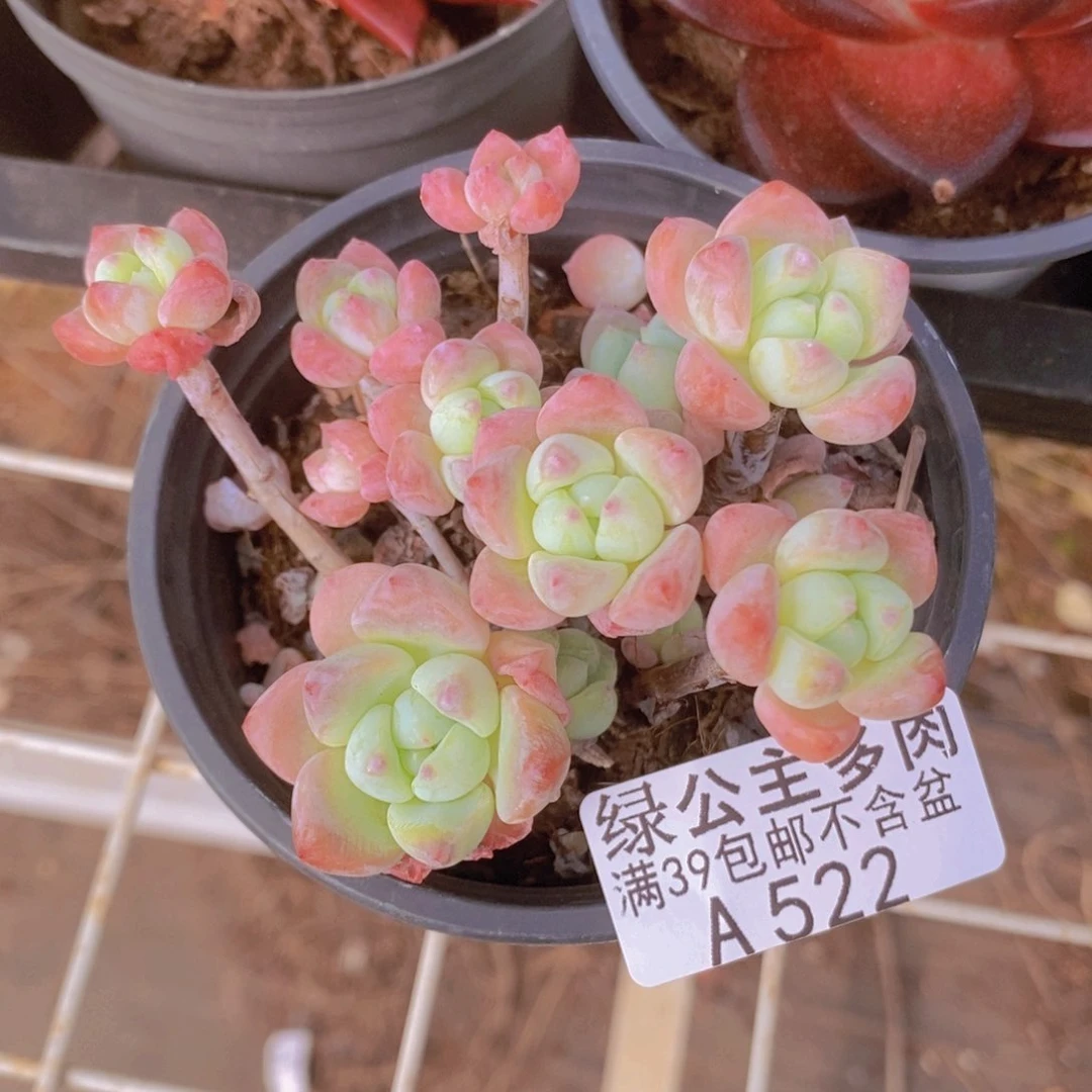 粉桃花7cm522多肉植物