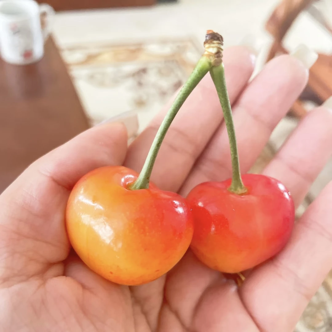 69元2斤大连【美国红】樱桃2J3J顶级樱桃 脆嫩甜美国红辽宁省