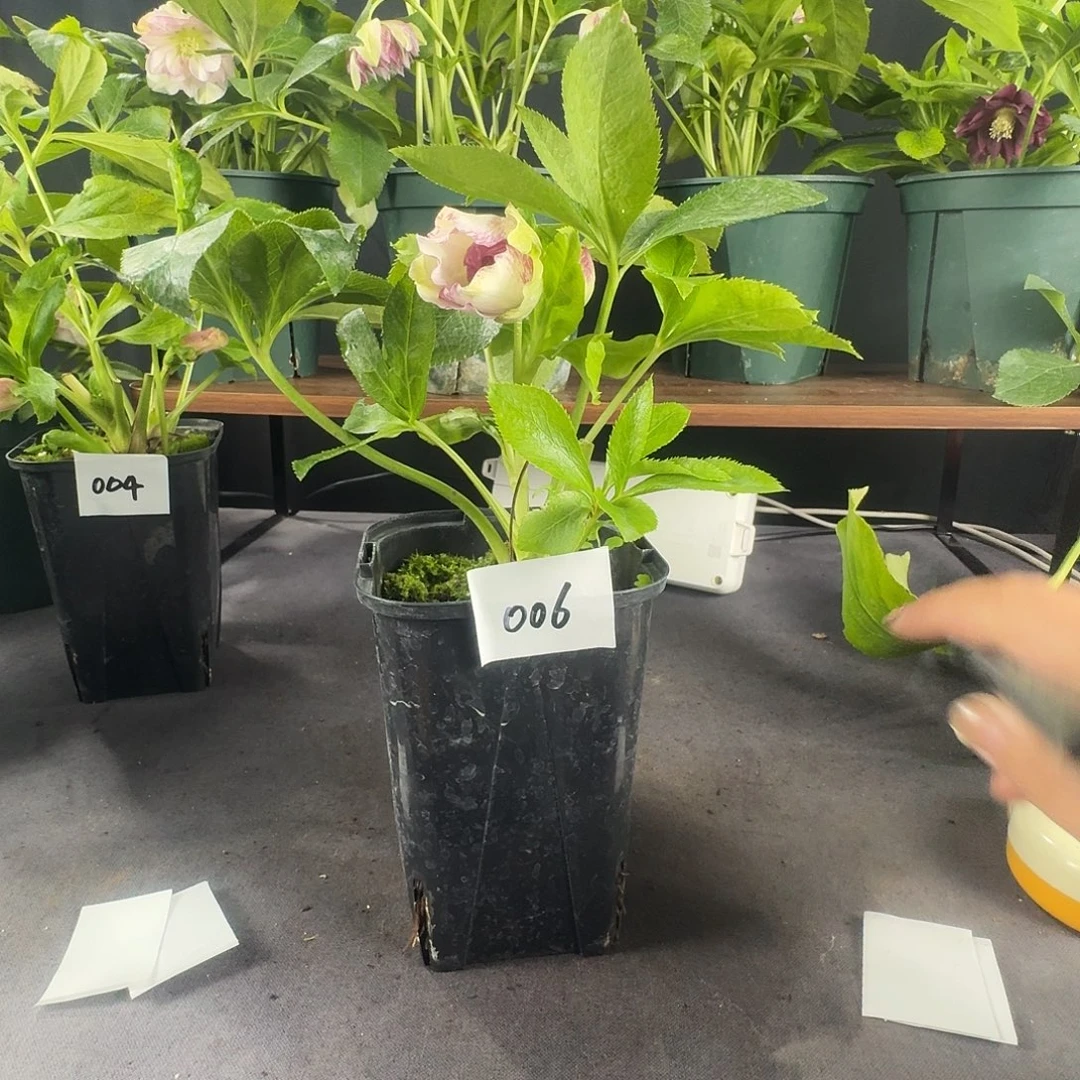 少量花朵（建议范围：2朵-5朵 或40%以下）006