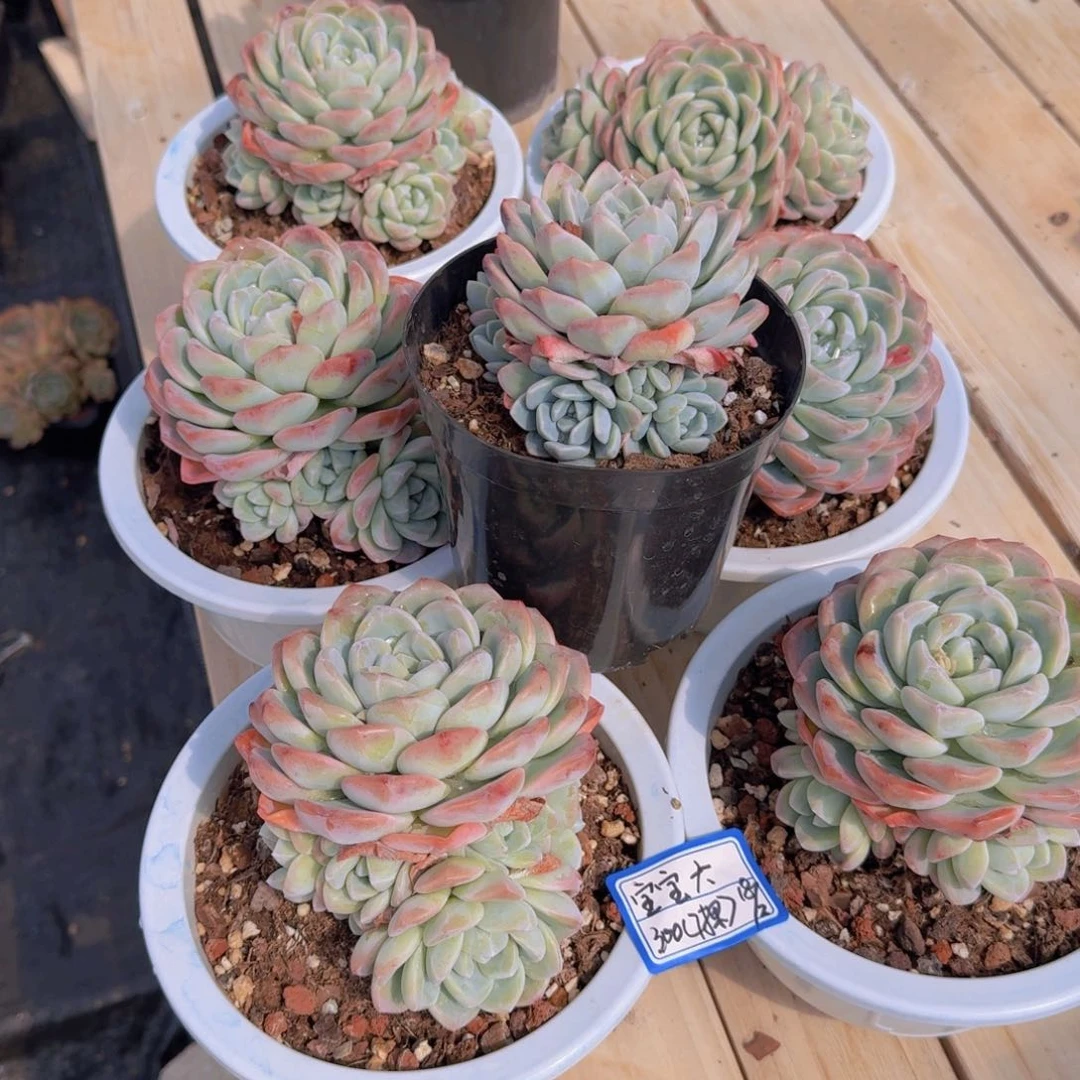 六*宝宝六冰玉凡艺多肉