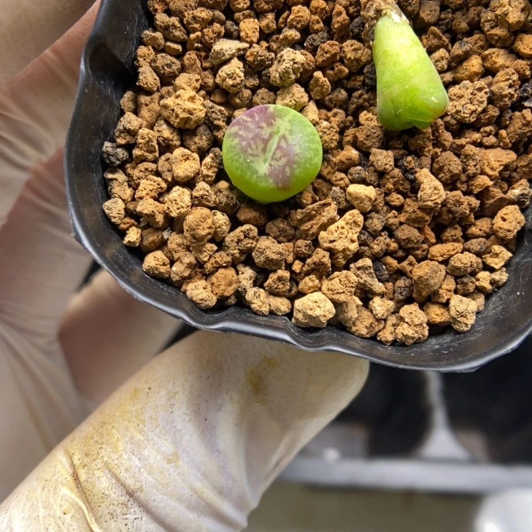 多肉植物肉锥杂交K-5020