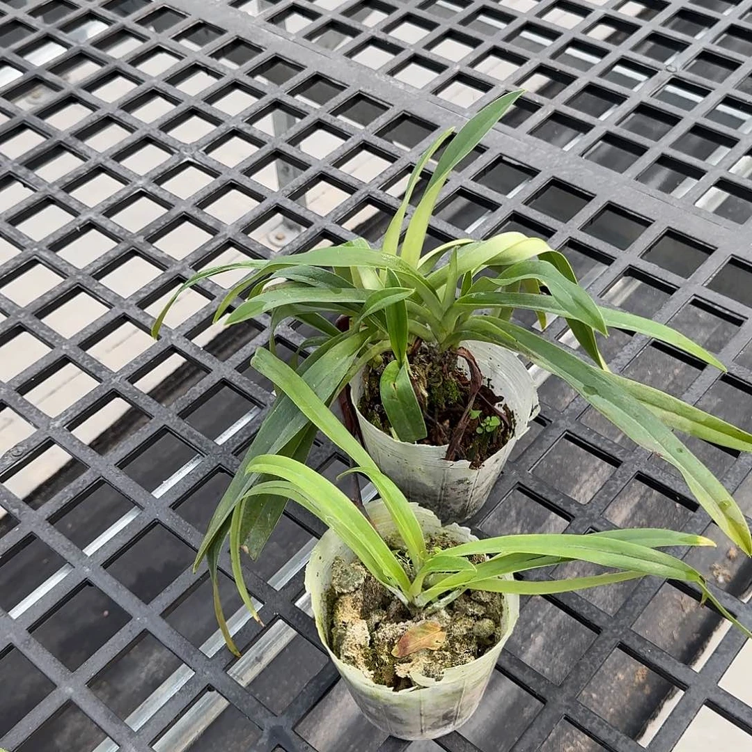 当前无花栽培后可以开花 兜兰盲盒,多苗瑕疵
