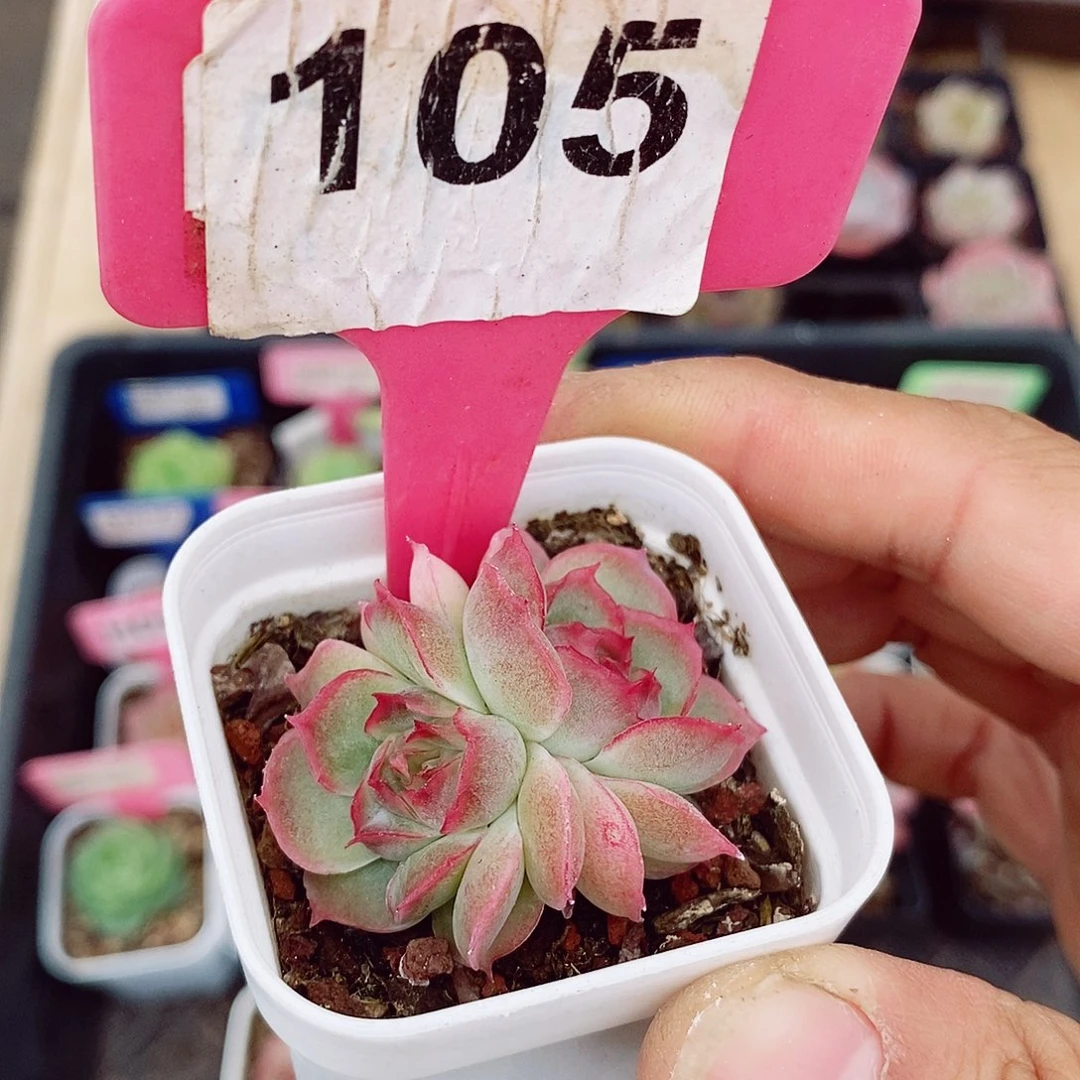 水晶虾饺4-5cm多肉植物