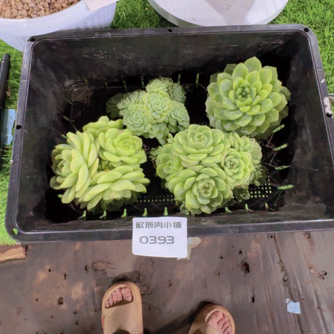 夕****多肉植物麦秆一筐0393