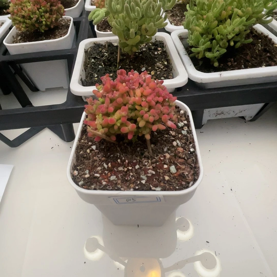 015蜜桔糖球枝干福利