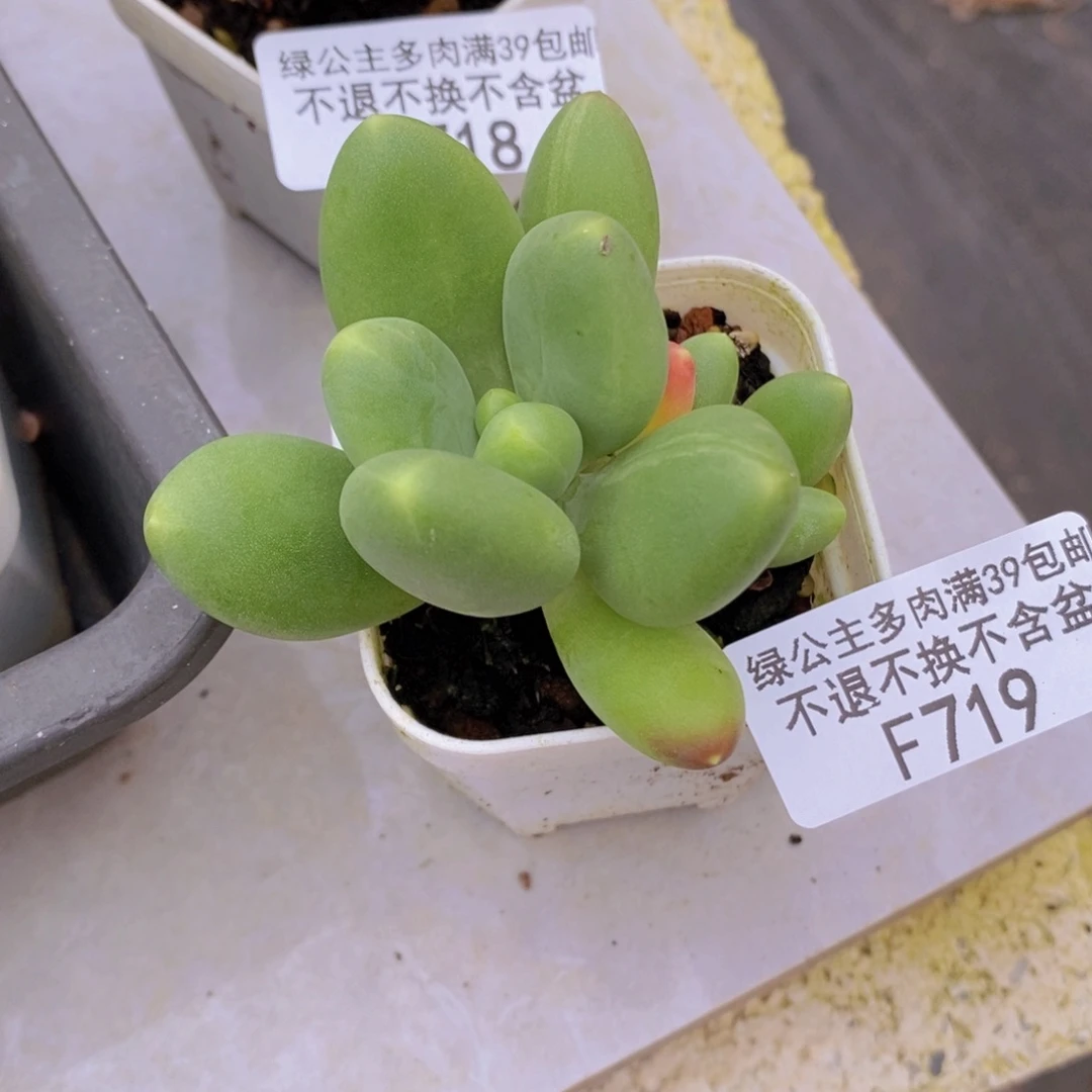 芒果奶5cm719多肉植物