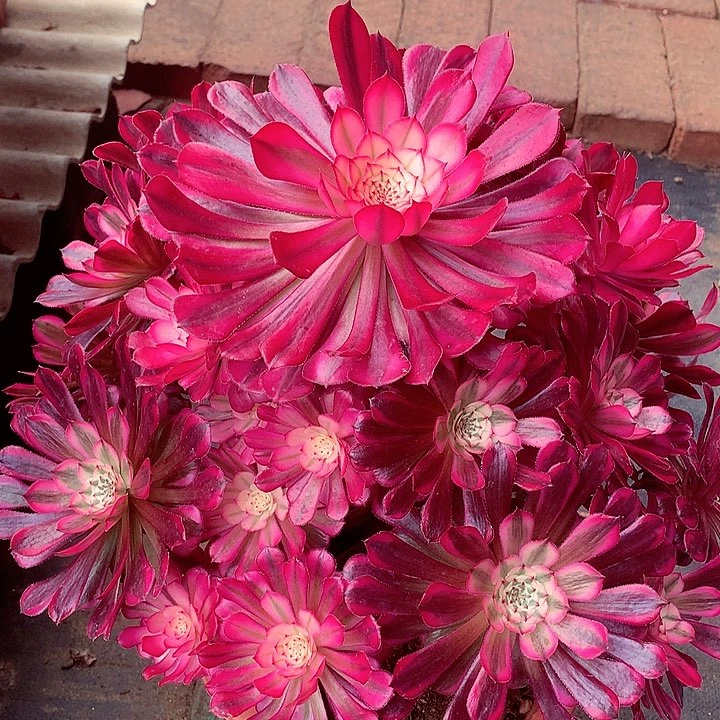 红超白，多肉植物