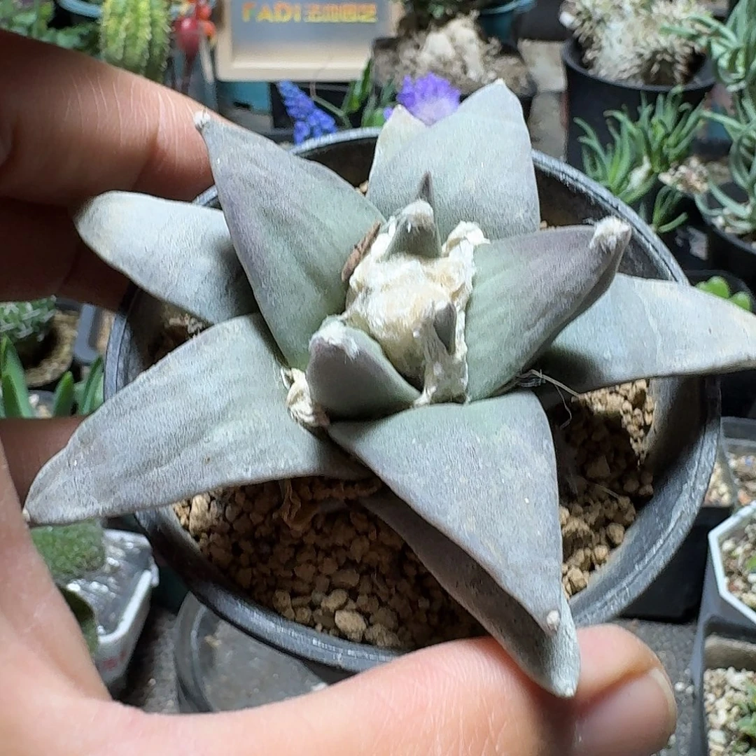 2026岩牡丹实生脱土发货