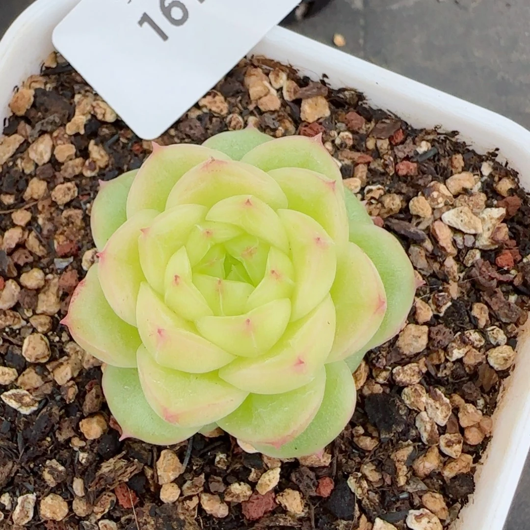 菠萝蜜，1616多肉植物