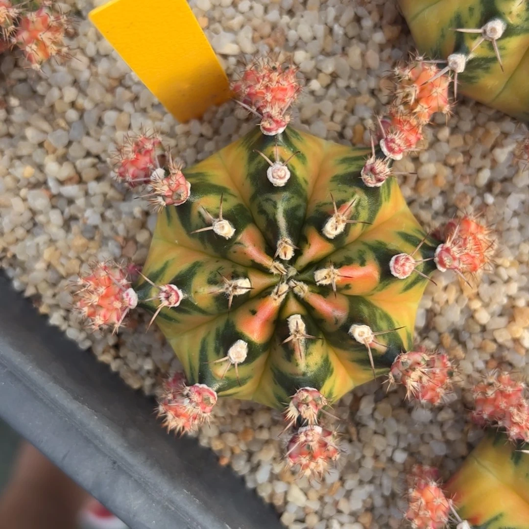 L505-1215泰国发货 小马克