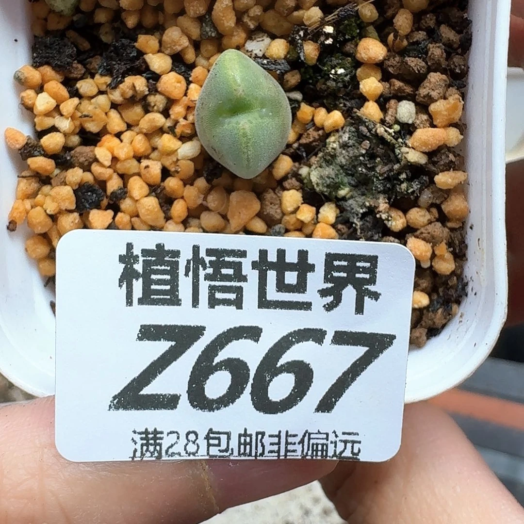 多肉植物的人生fghh