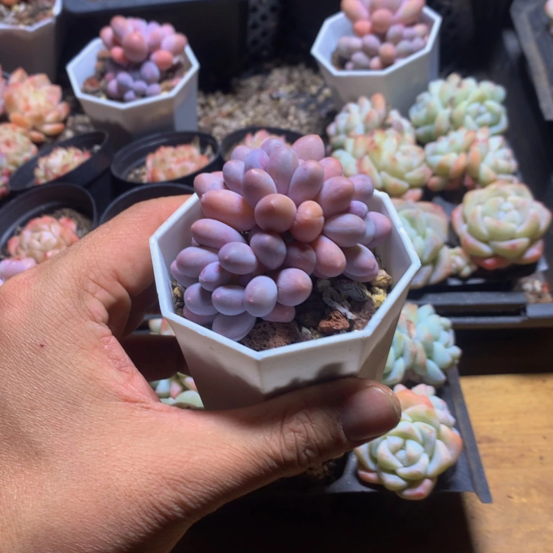 精控汤圆一物一拍