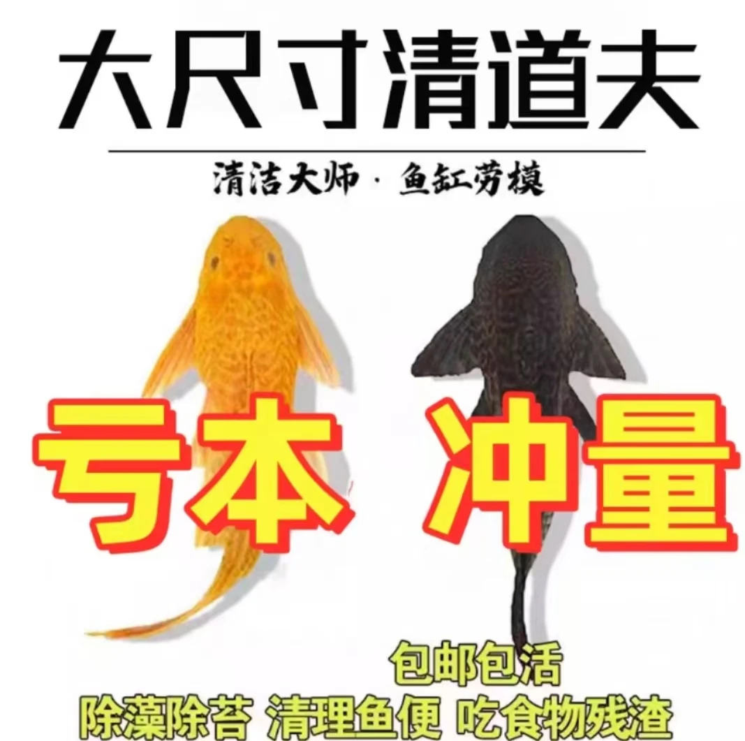 清道夫清洁鱼缸吃粪便藻类清理食物残渣工具鱼3-5厘米5加2条备损