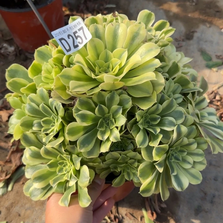 绿豆沙……多肉植物……
