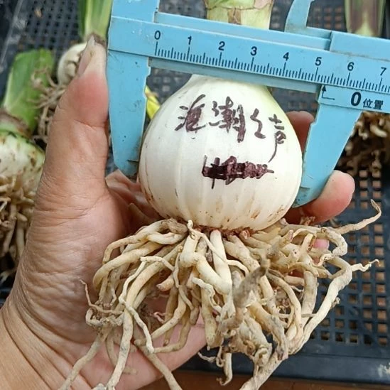 无花朵海潮之声5+