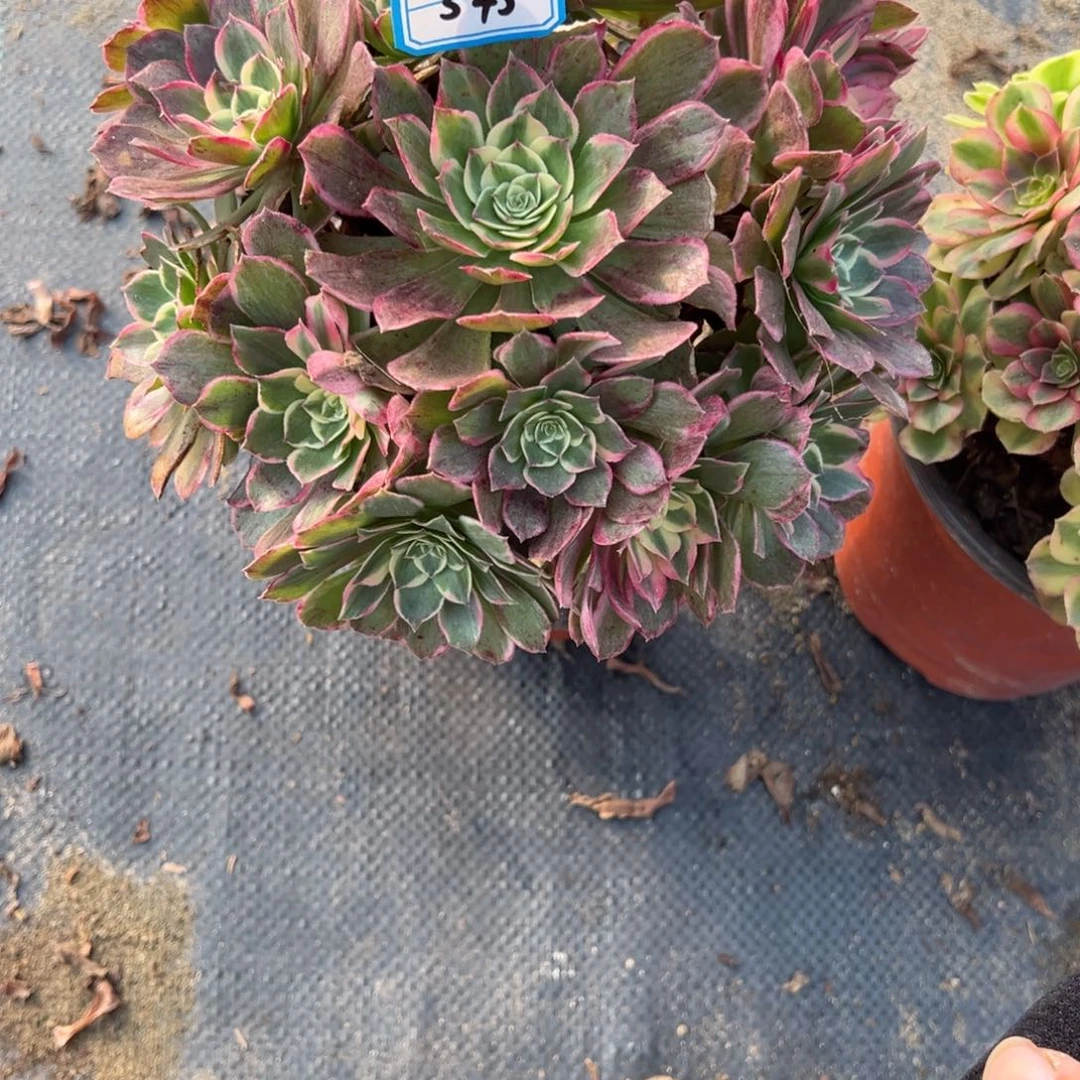 545孔雀翎多肉植物法师多肉