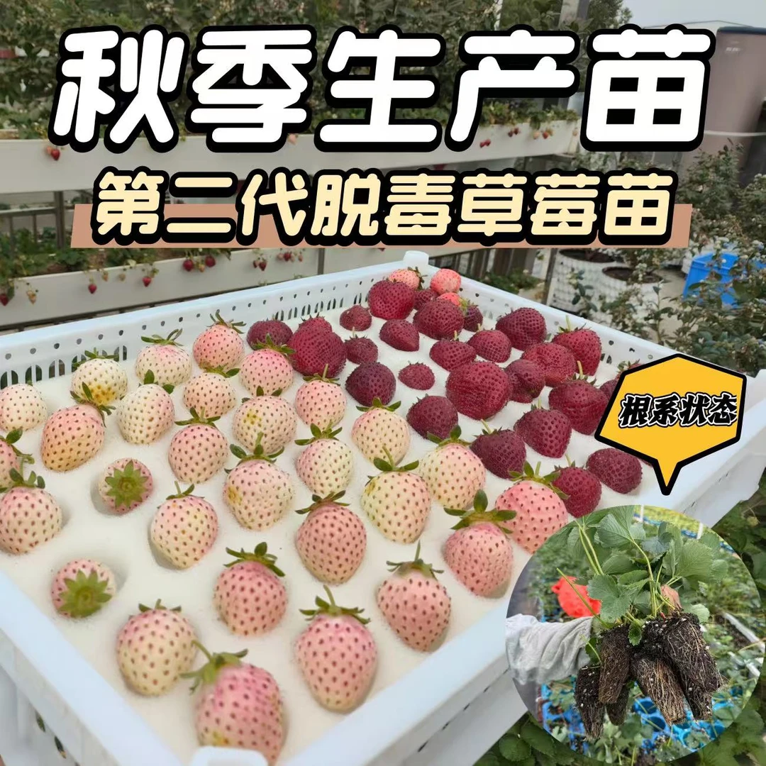 【高品质对版草莓苗】大穴盘 纯新根 秋季生产苗