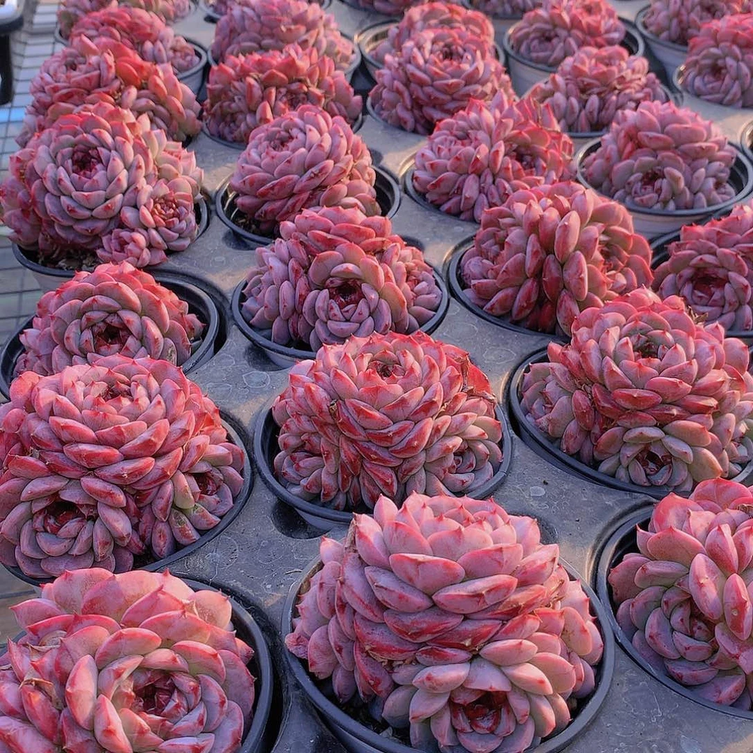 天鹅绒群24567789999900