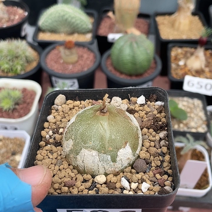 596大型仓角殿块根