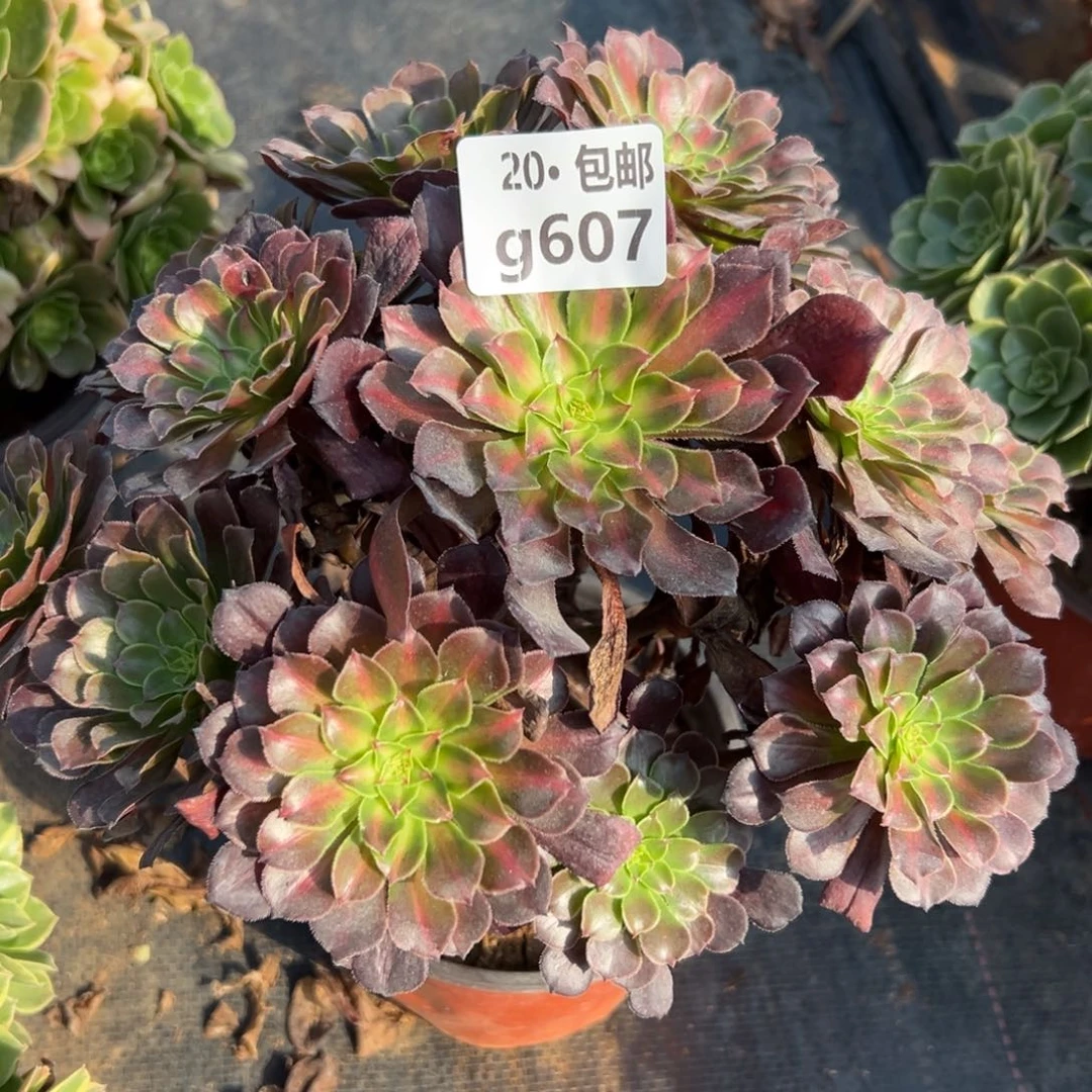 607月亮石，多肉法师