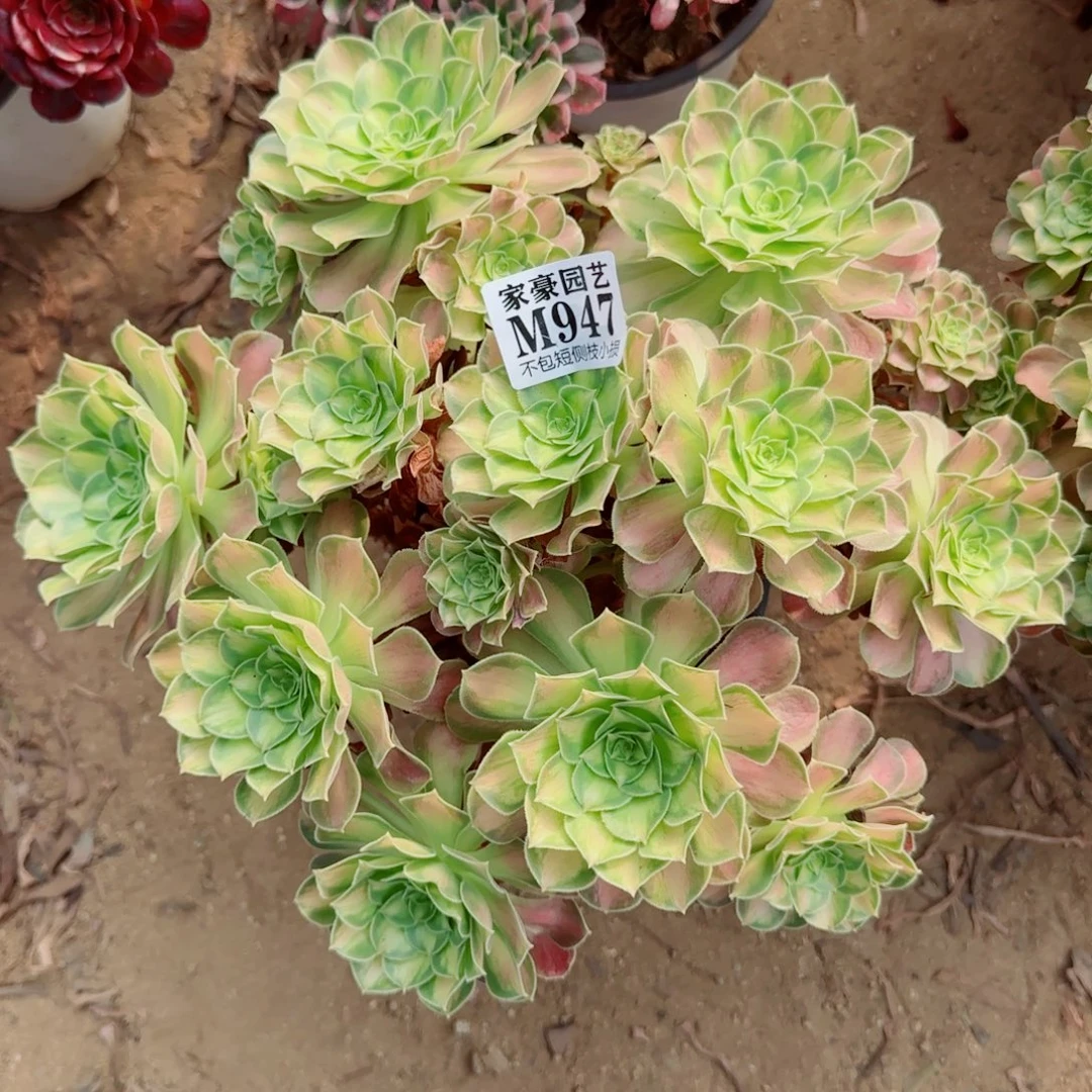 韶华法师947冠幅30