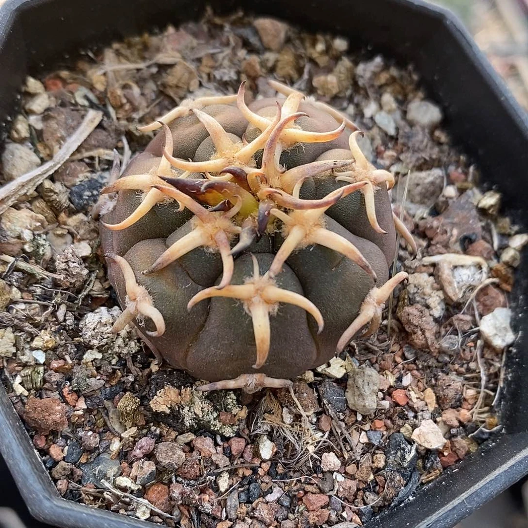 实生  猫爪3公分左右一物一拍