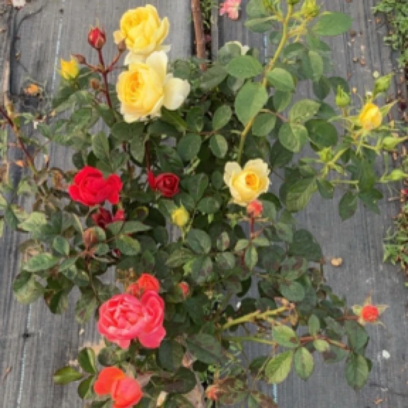 号多色果汁阳台月季混色月季花 阳台庭院棒棒糖月季原盆原土发货