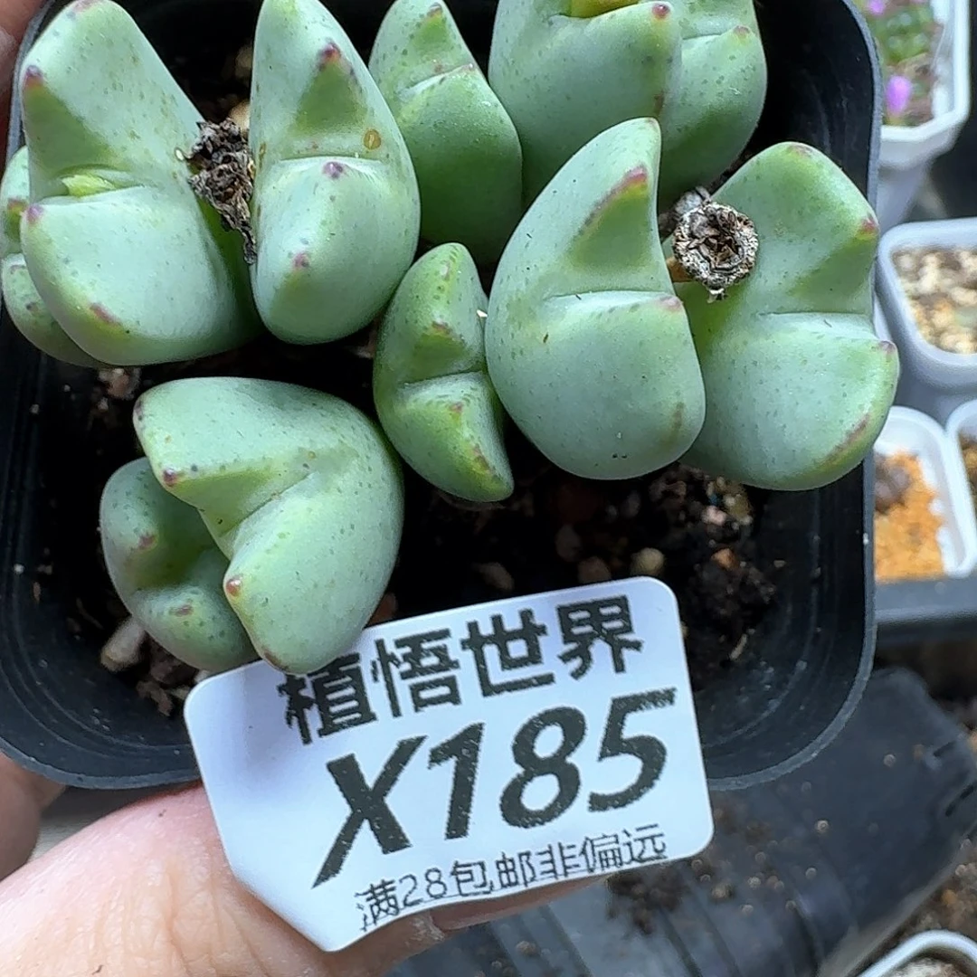 多肉植物多肉植物地方