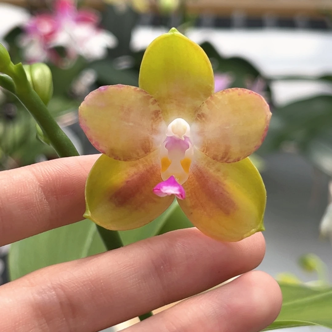 完全开放3寸彩虹熊开花株