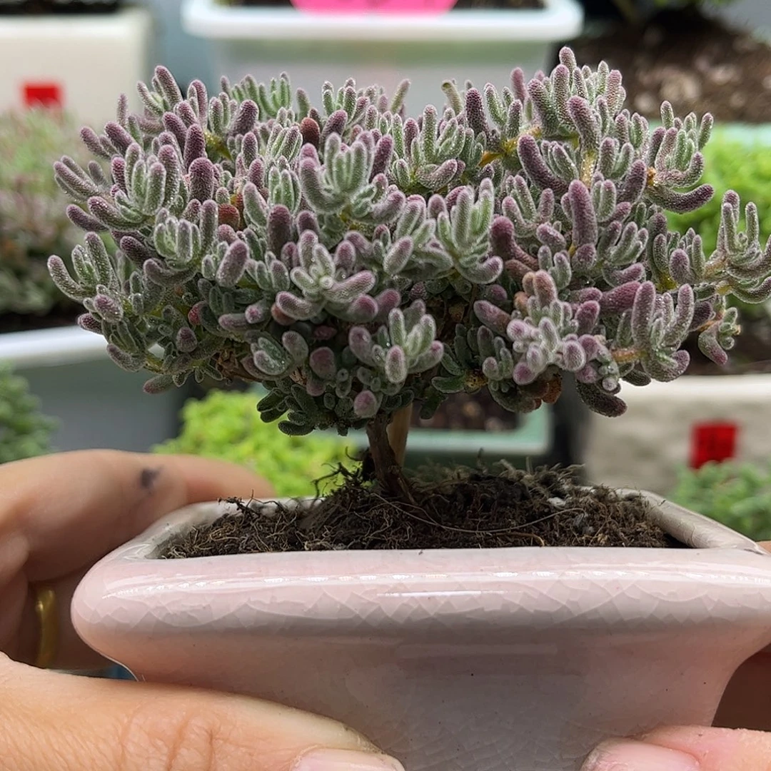 42紫冰晶带盆优选枝干