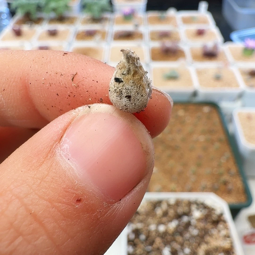 ****琴多肉植物福利风铃142
