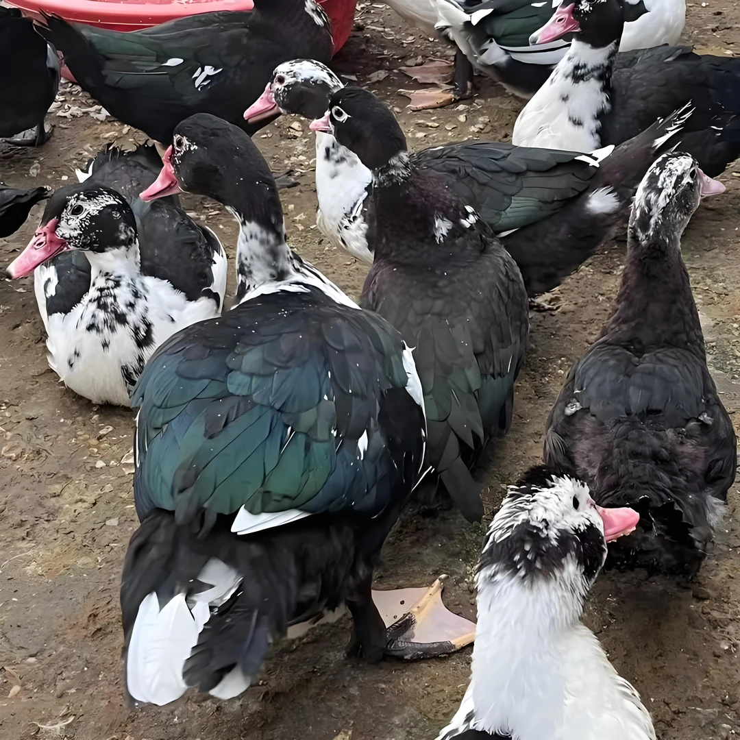 散养正宗白番鸭黑番鸭西洋鸳鸯鸭