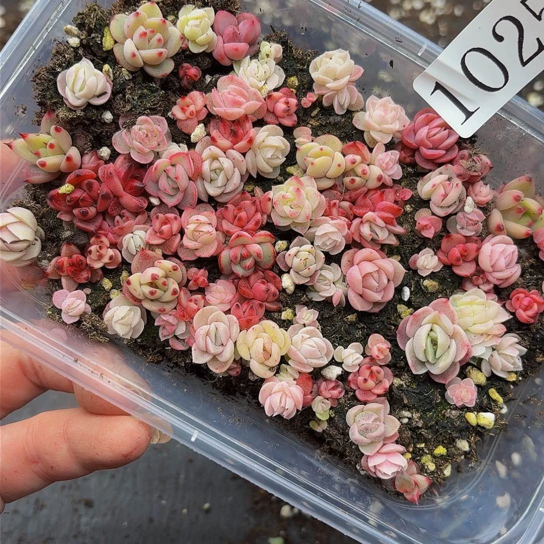 多肉植物多肉植物1025