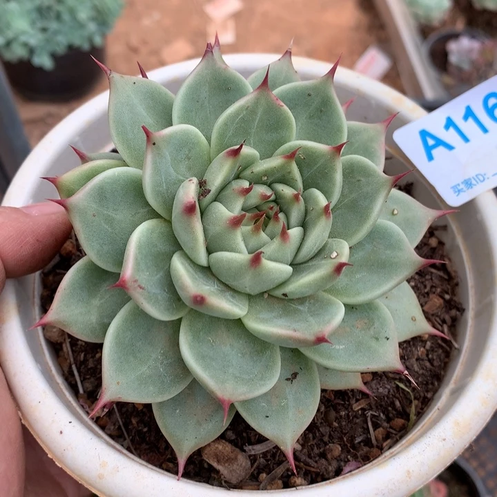 存*姐116 满20包邮脱土发货