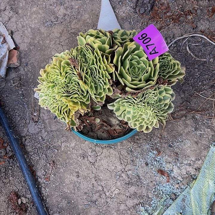 绿豆沙法师14-1包邮