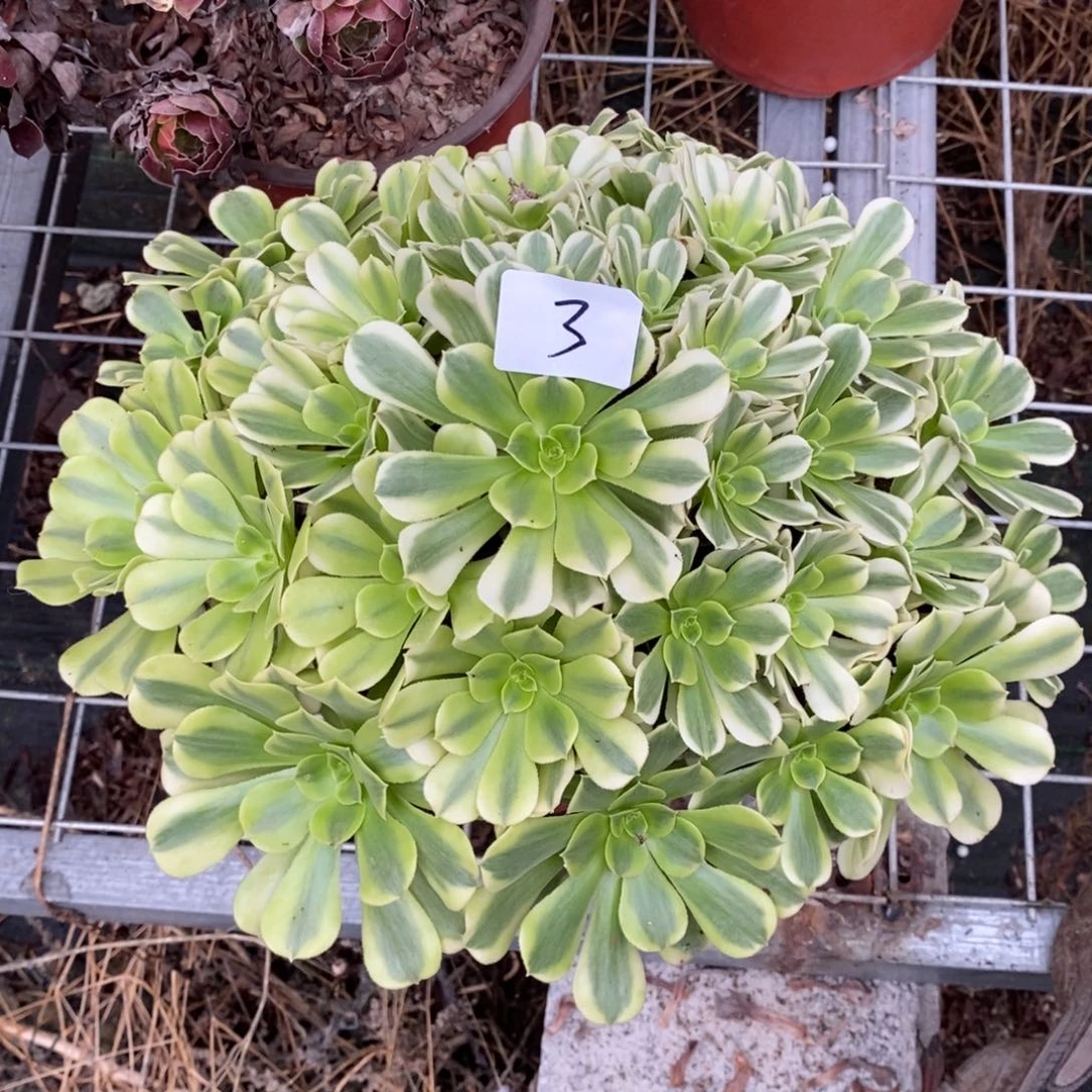 多肉植物组合拼盘3