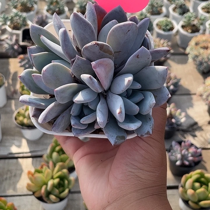 嫦娥群生多肉植物