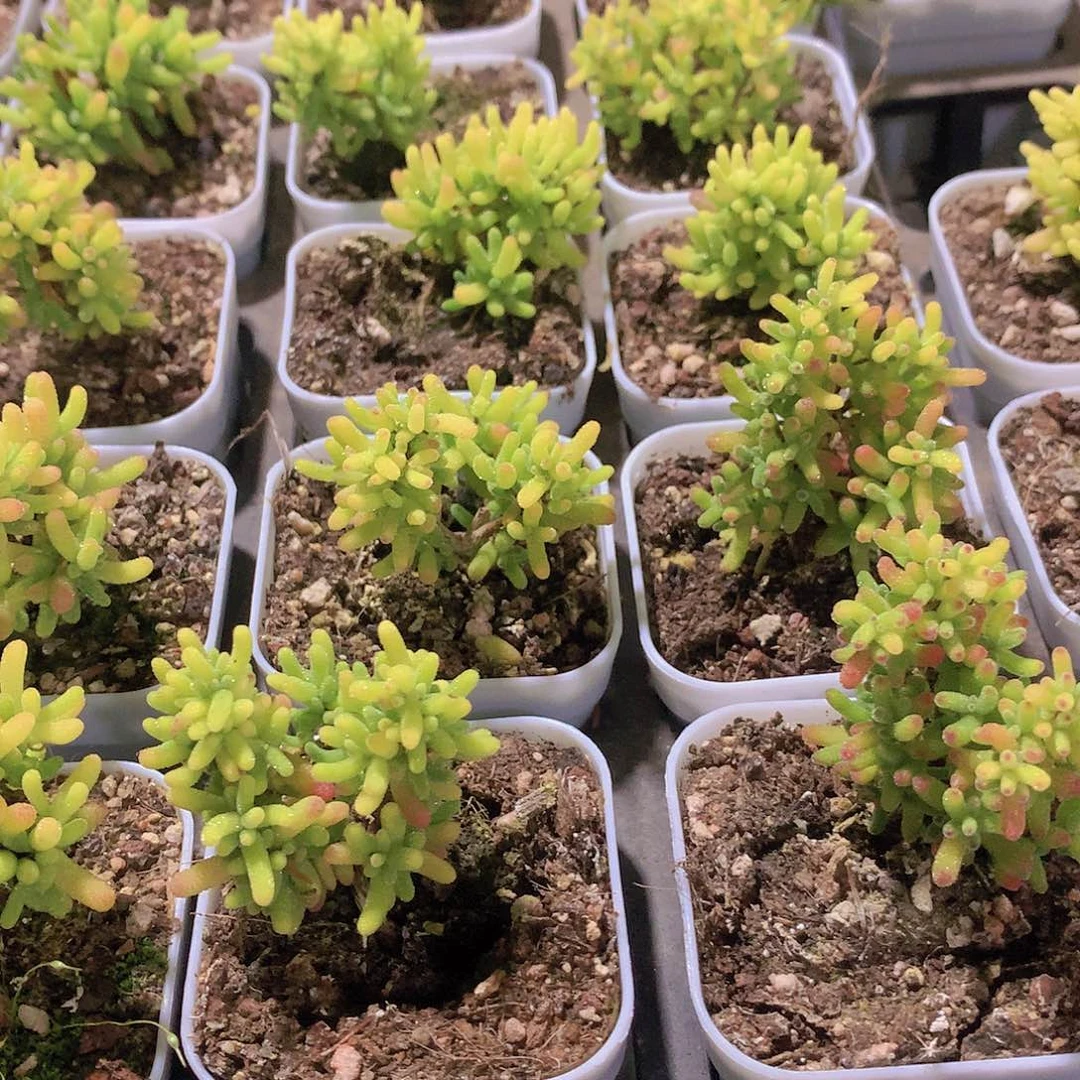 糖球锦3456789999000