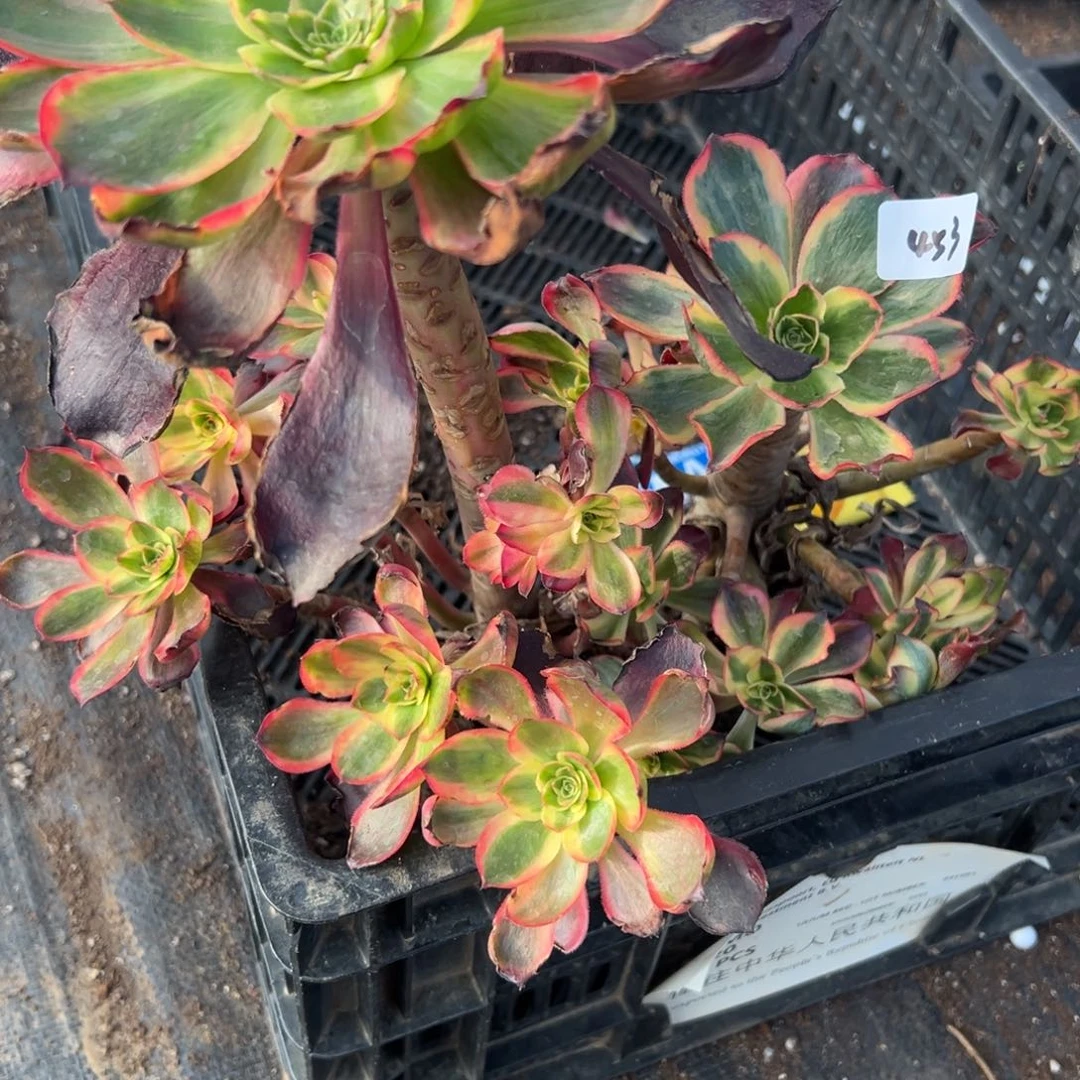 453 454红魔女魅影有瑕