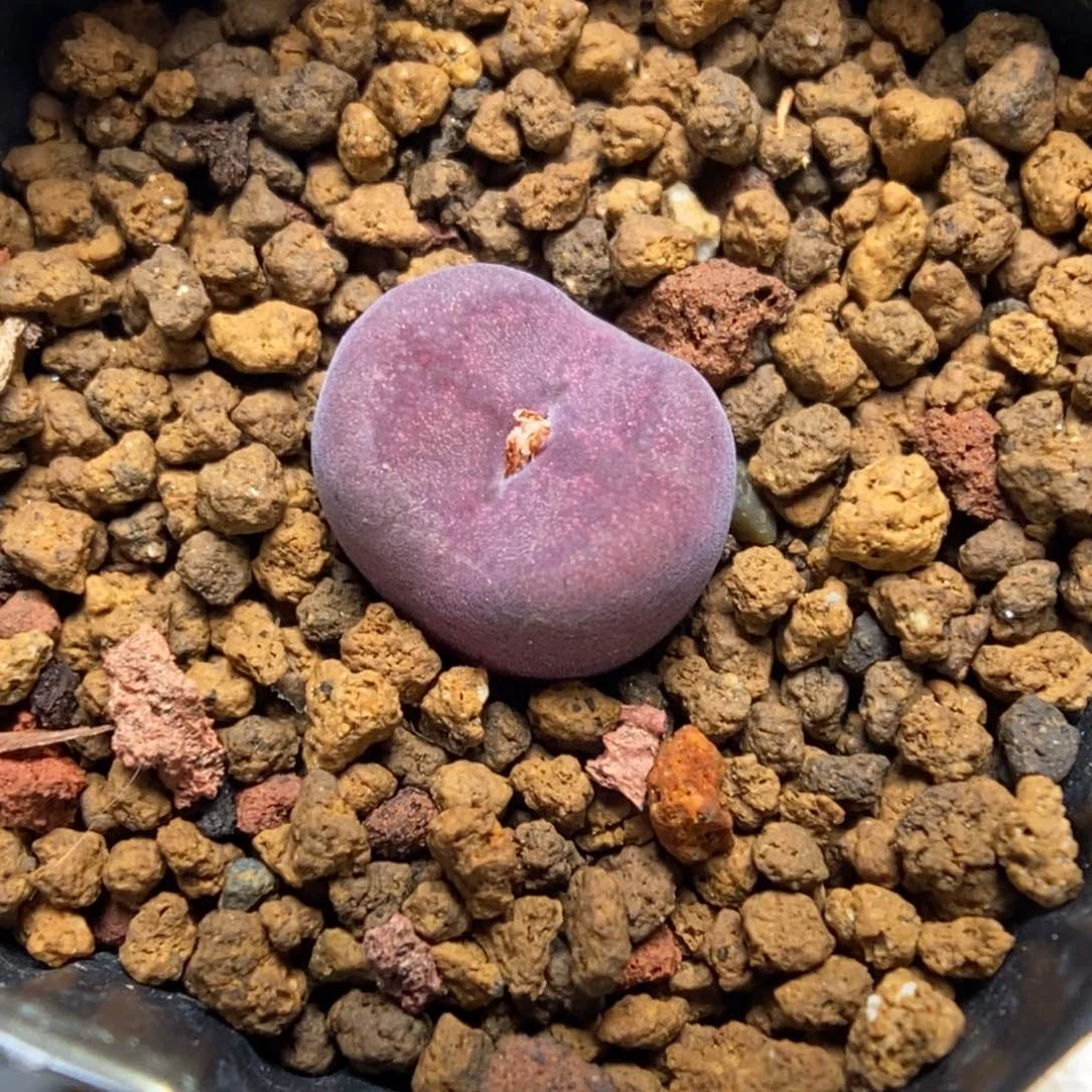 多肉植物肉锥杂交K-917 吕墨 丝绒体