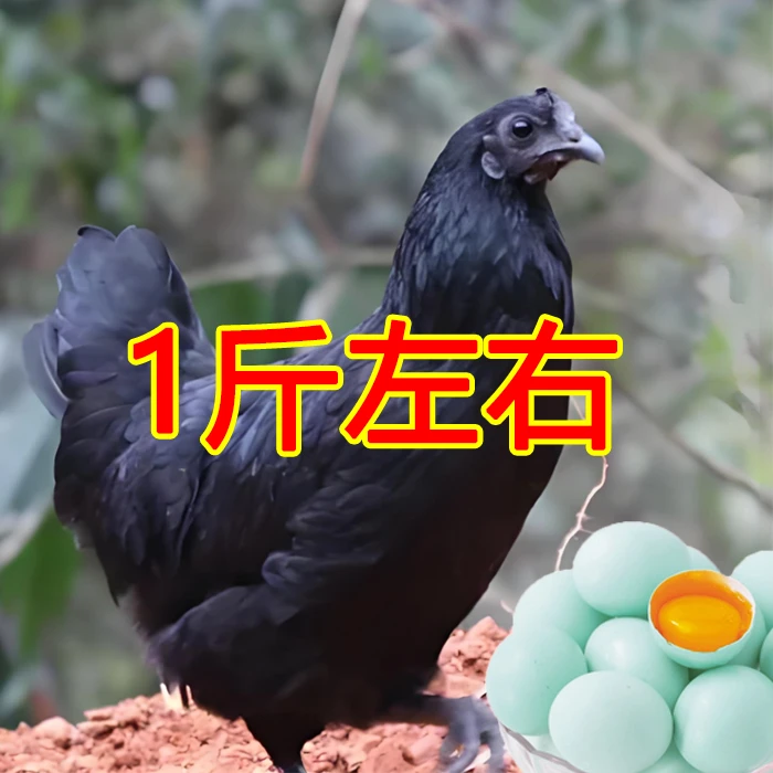 五黑鸡1斤左右 绿壳蛋鸡活体宠物鸡【顺丰包邮】
