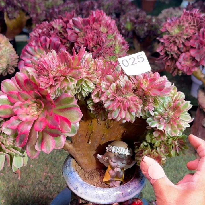 倾城法师锦缀化法师锦025