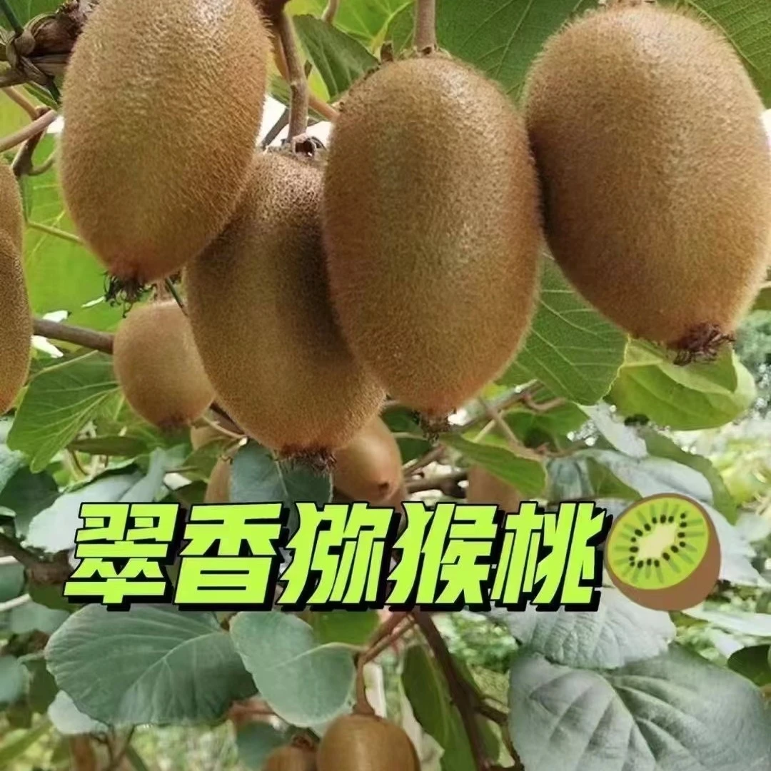 陕西杨凌新鲜翠香猕猴桃现摘现发香甜多汁坏果包赔