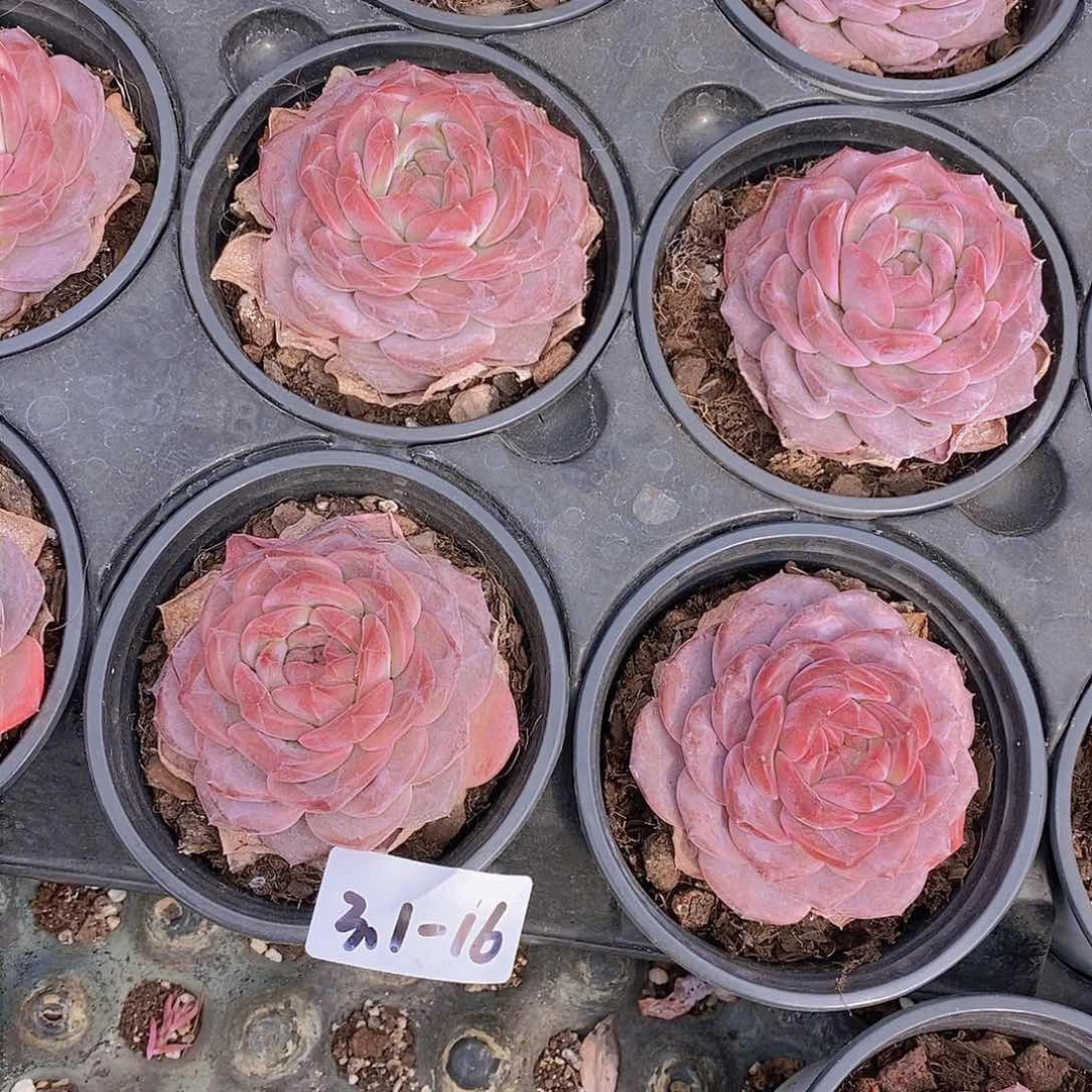 3.1-16-全红雪芙蓉单头一颗 量拍