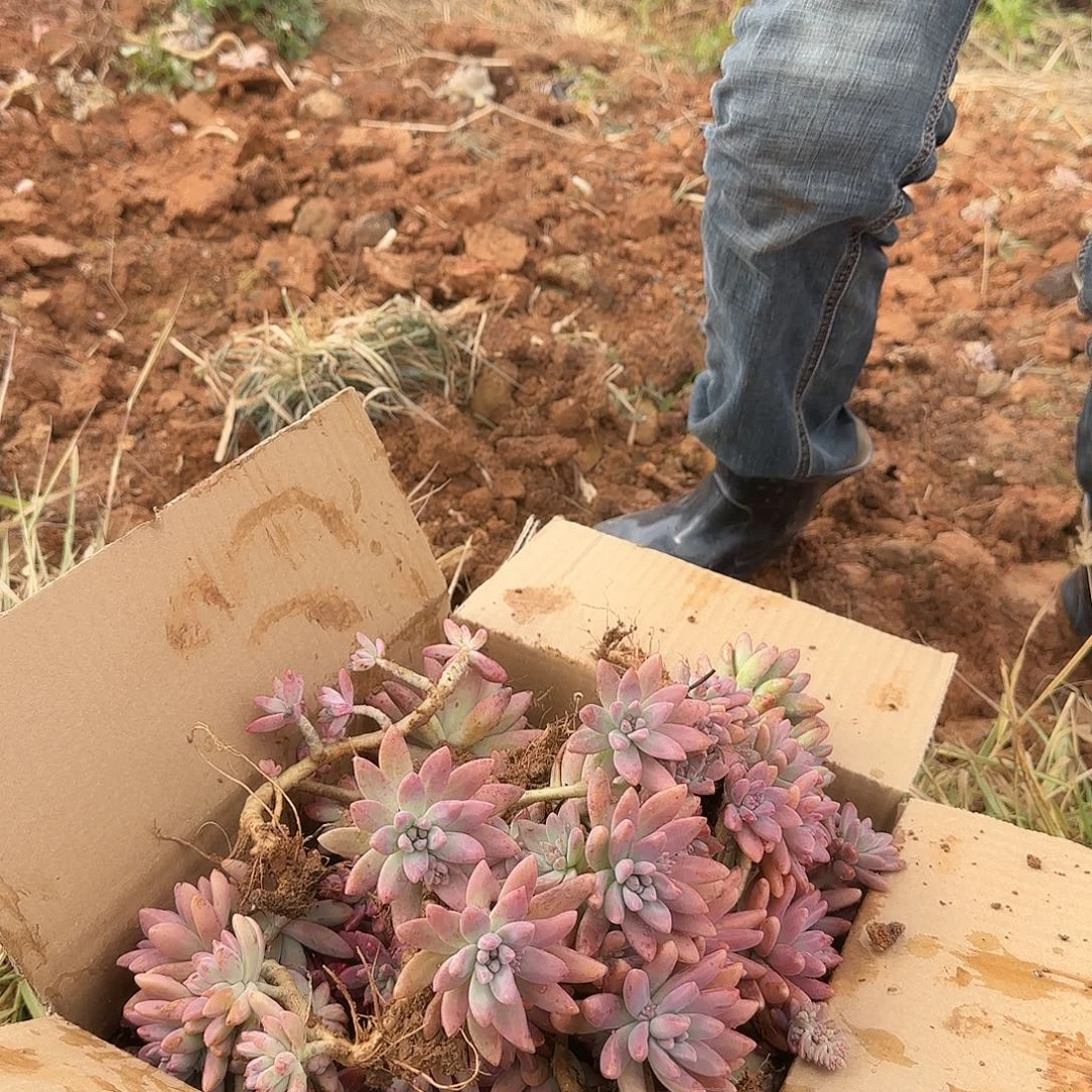 箱拍秋丽多肉轻微断肢不售后看好在拍