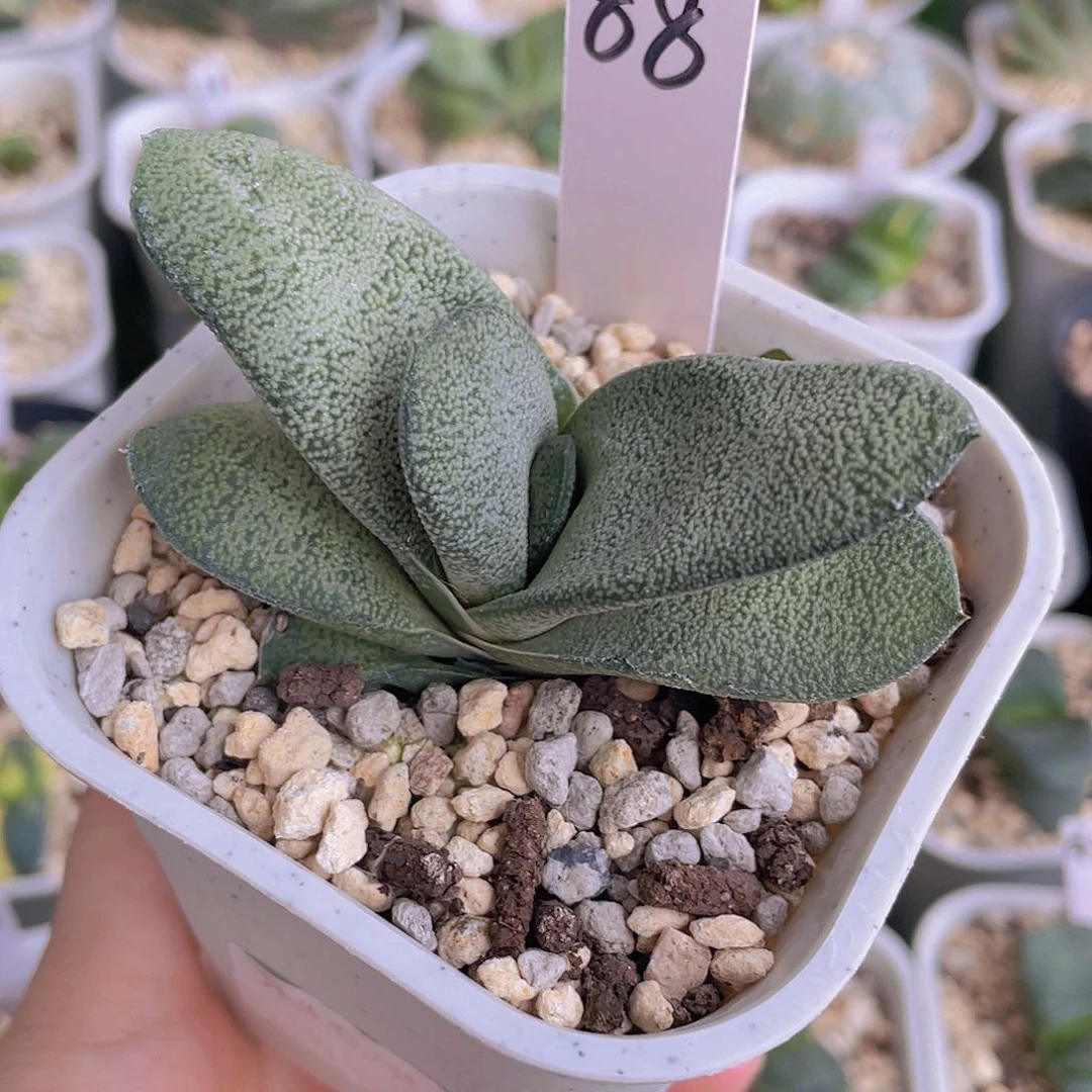 88号脱土发货1111