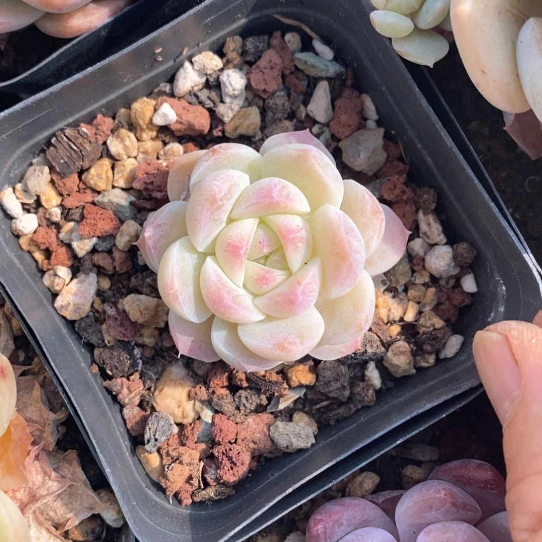 精品多肉一物一拍不包整56