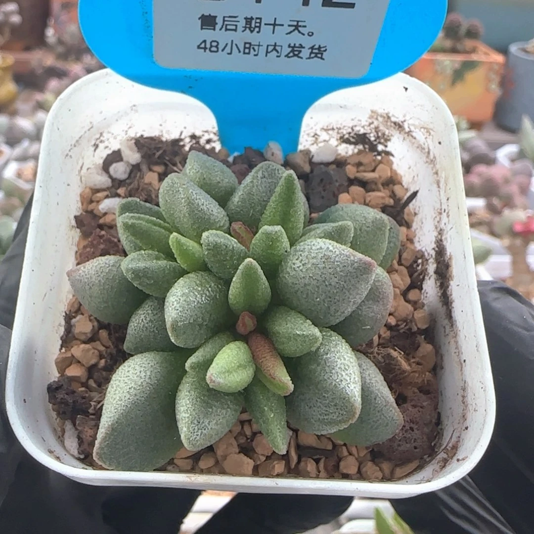 福利多肉水泡。   142。