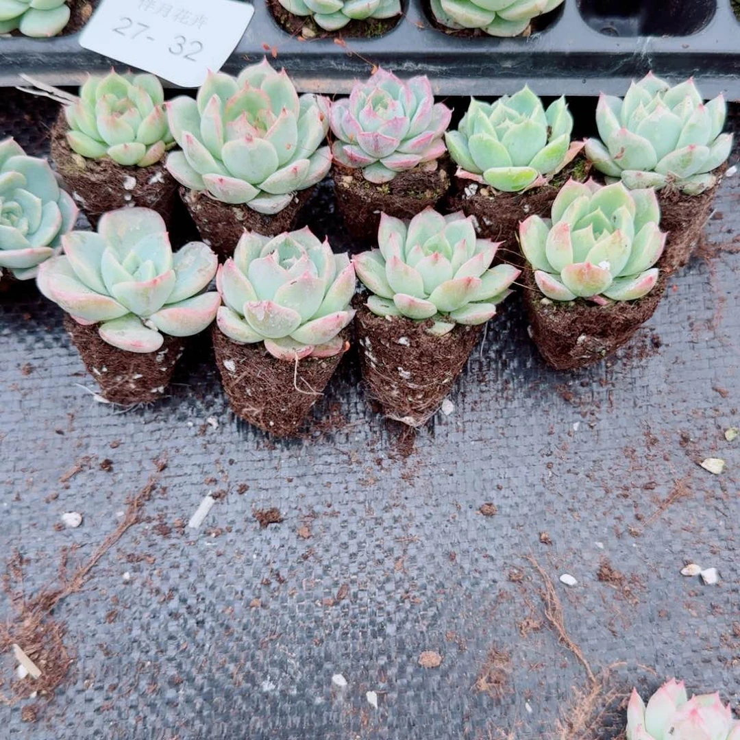 月影杂交黑玫瑰十棵量拍27-32